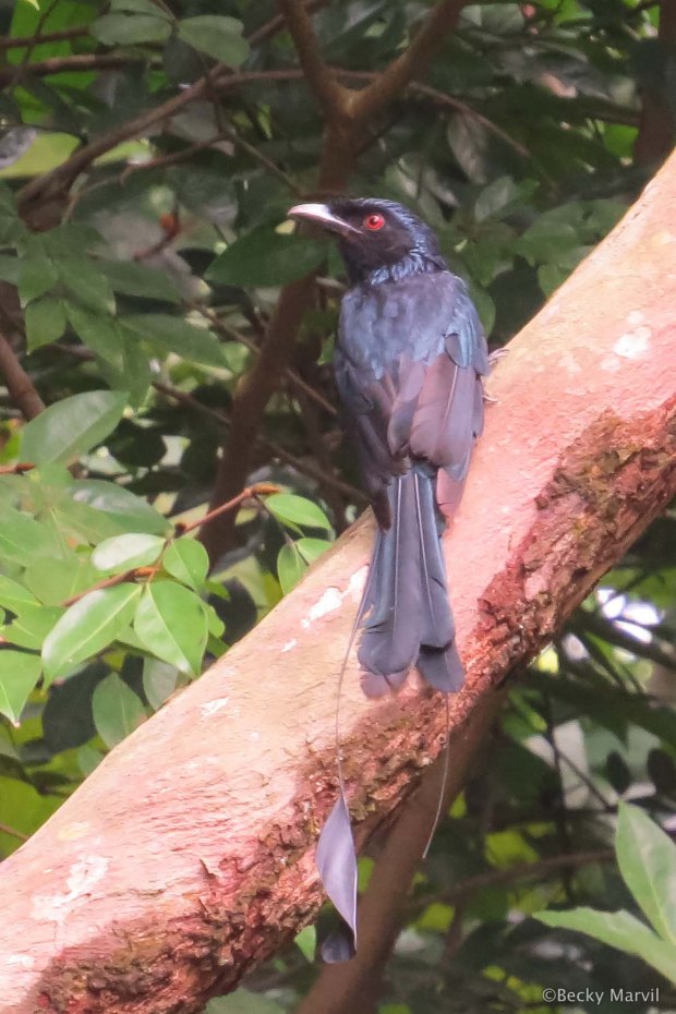 Greater Racket-tailed Drongo (unfortunately the right trailing feather is missing)