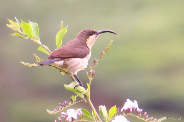Long-billed Sunbird (female)